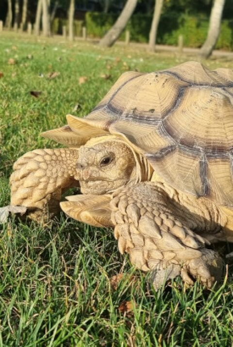 Animalistic Encounters-South Woodham Ferrers必去景点