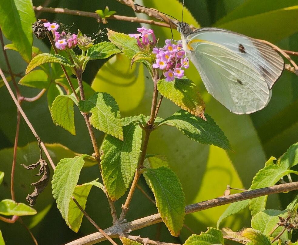 Capivara Trail-瓜拉帕里必去景点