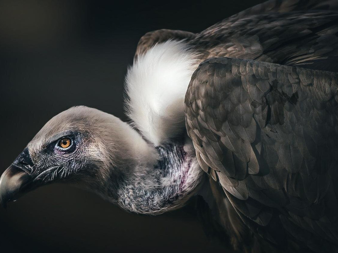 Desert Day at the Jack Joseph and Morton Mandel Zoo-贝尔谢巴必去景点