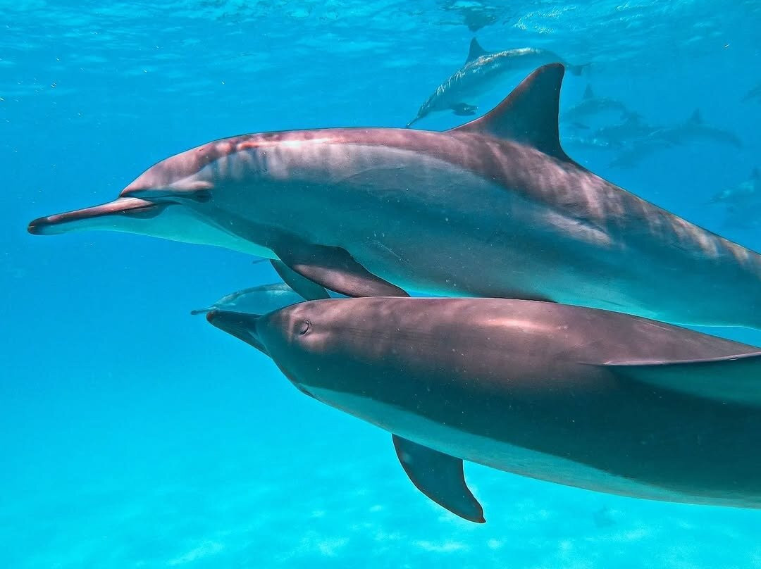 Sataya Dolphin Reef-马萨阿拉姆必去景点