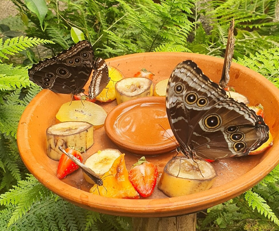 L'Ile aux Papillons-La Gueriniere必去景点