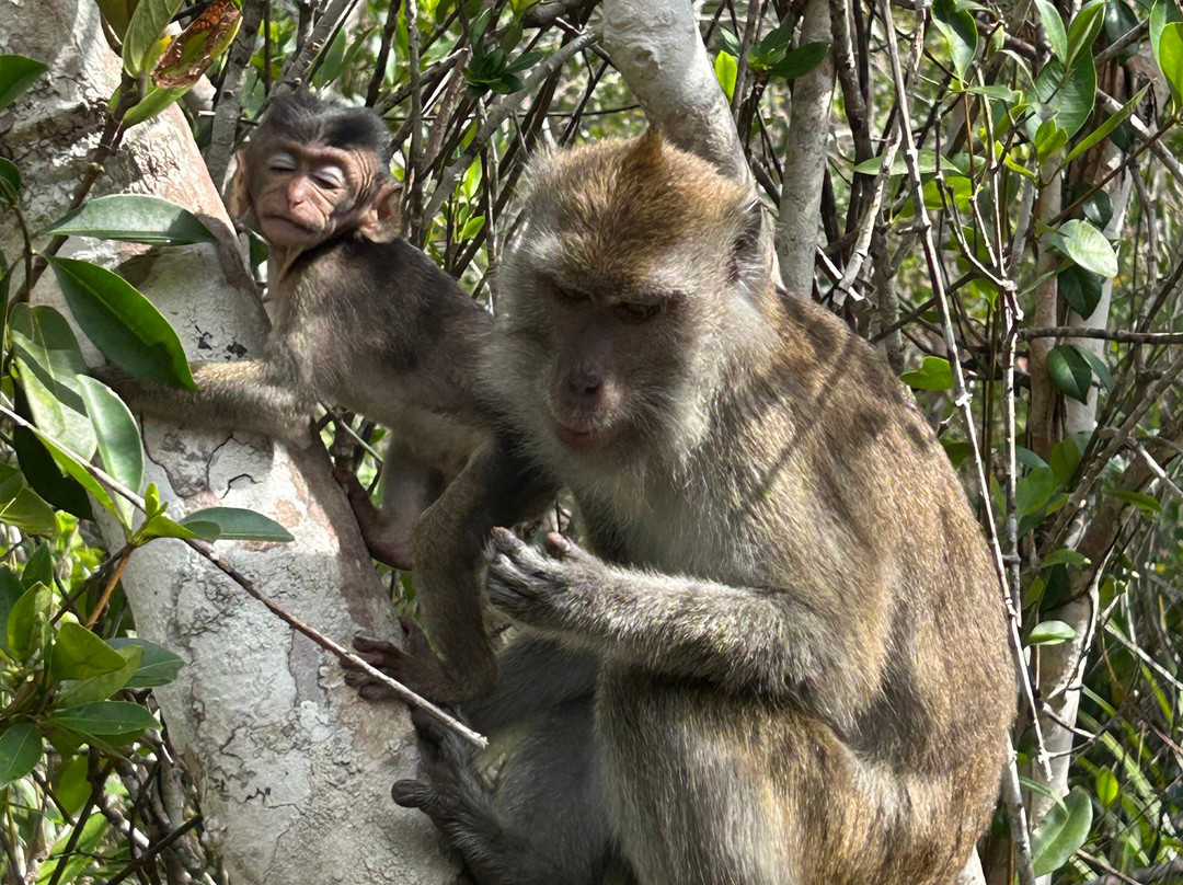 OrangutansHoliday-Pangkalan Bun必去景点