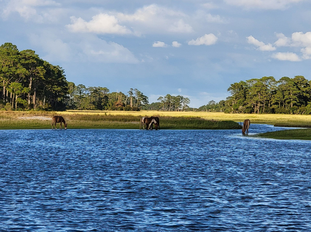 Barnacle Bill's Wild Pony Boat Tours-钦科蒂格岛必去景点