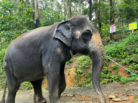 Chalong Elephant Retirement-普吉镇必去景点
