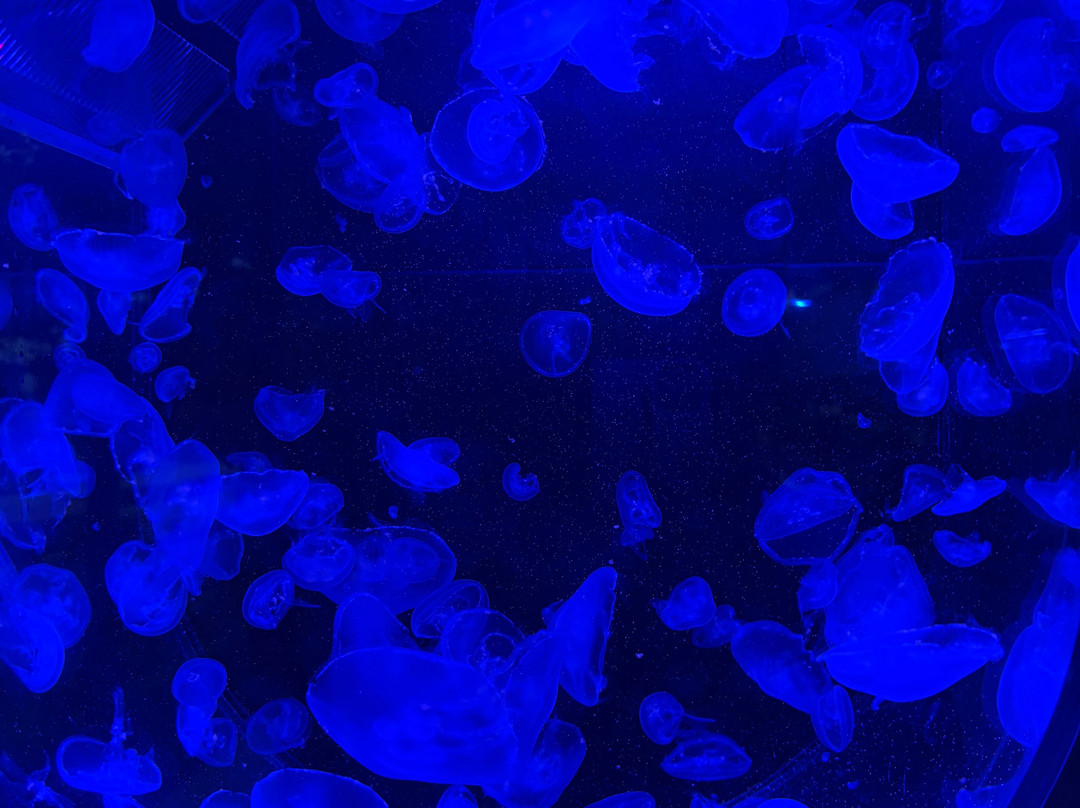 Marine Biological Center - Hyatt Regency Phuket Resort-卡图必去景点