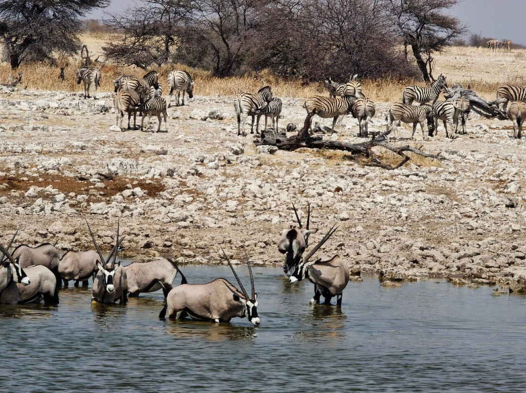 Okaukuejo waterhole-纳米比亚埃托沙国家公园必去景点