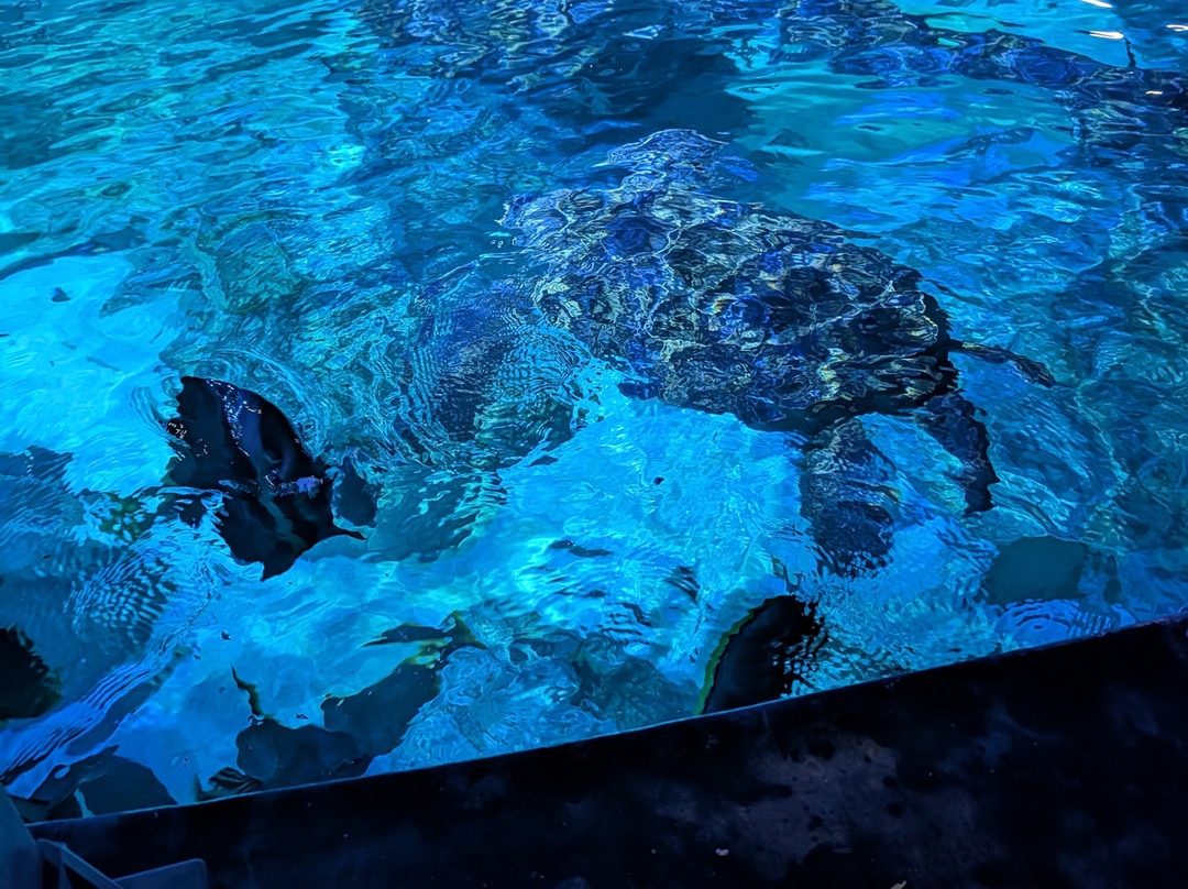 Sea Life Manchester-Trafford Park必去景点