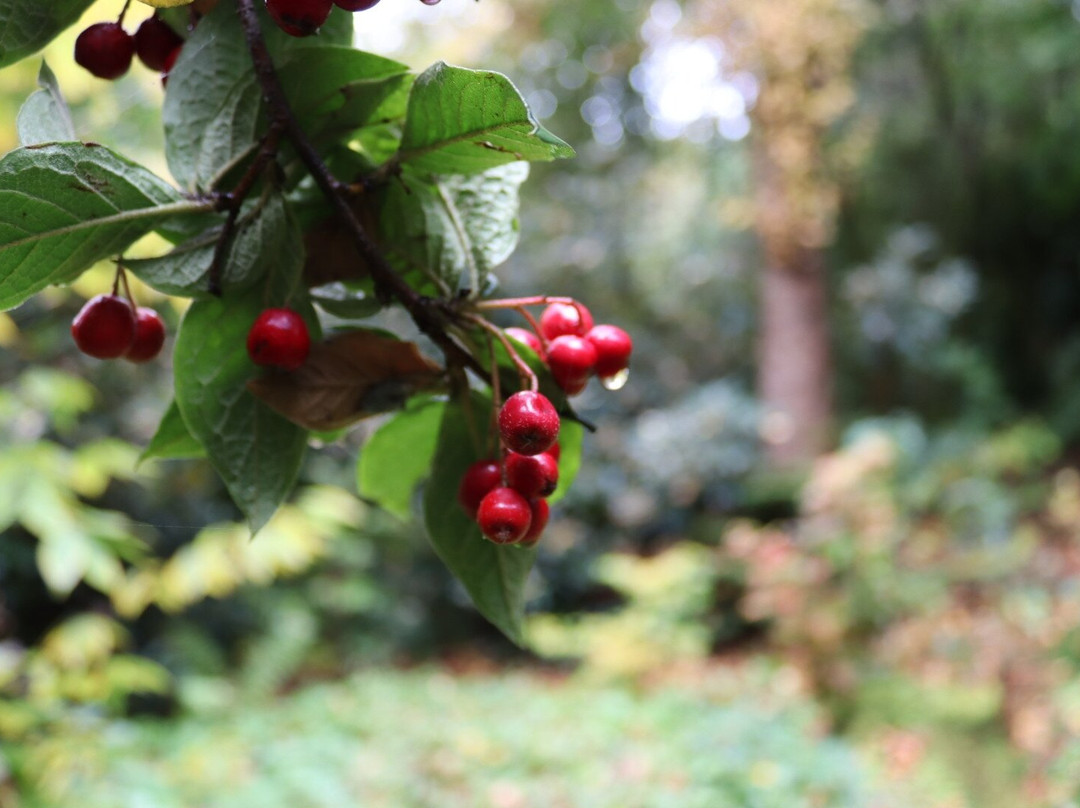 Cluny House Gardens-Aberfeldy必去景点