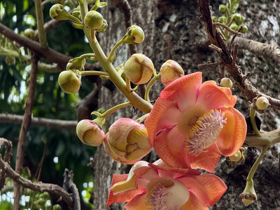 Sir Seewoosagur Ramgoolam Botanical Garden-庞波慕斯必去景点
