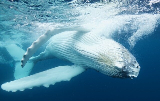 Whale Discoveries-Ha'apai Islands必去景点