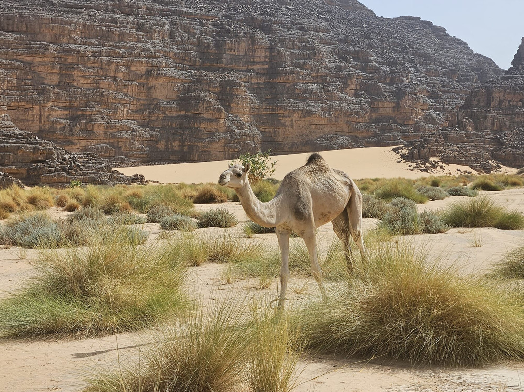 Immesoukal Voyages