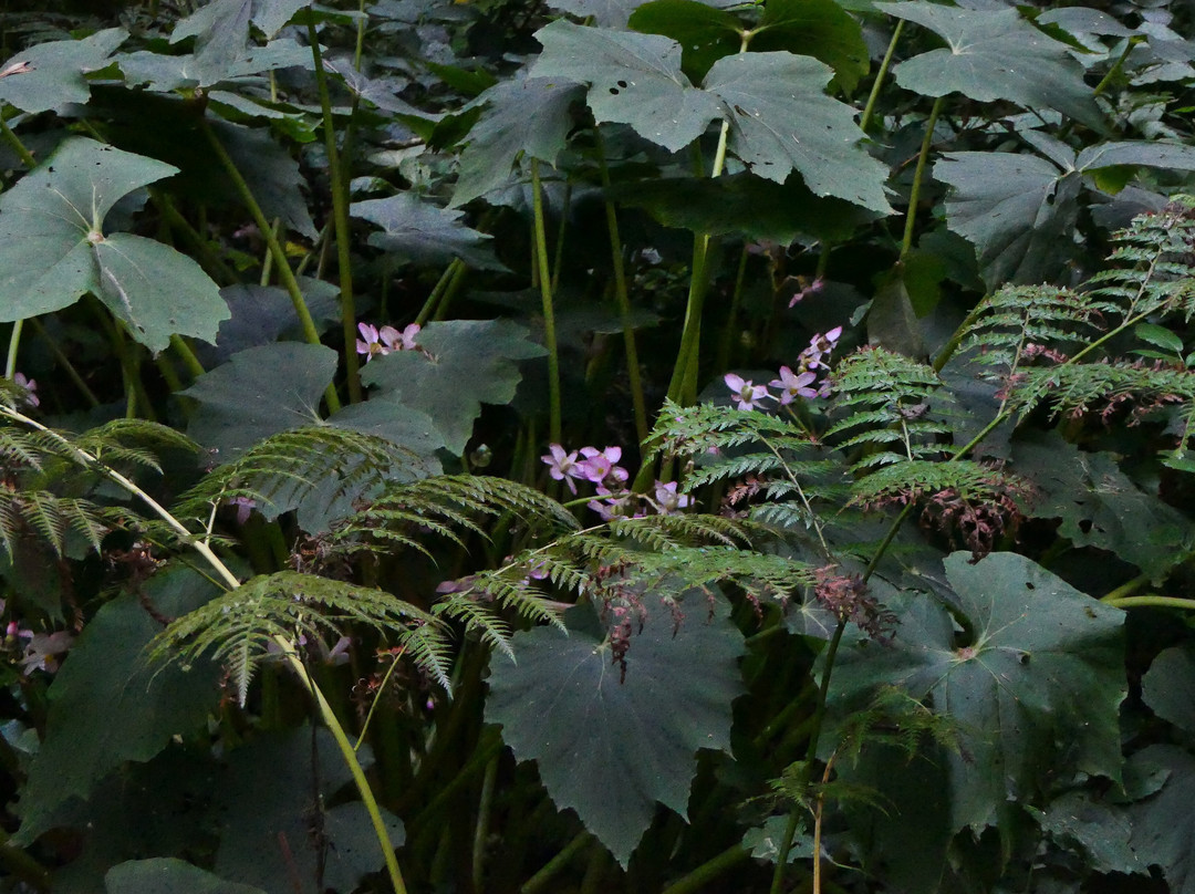 Jungle Garden-Eu必去景点