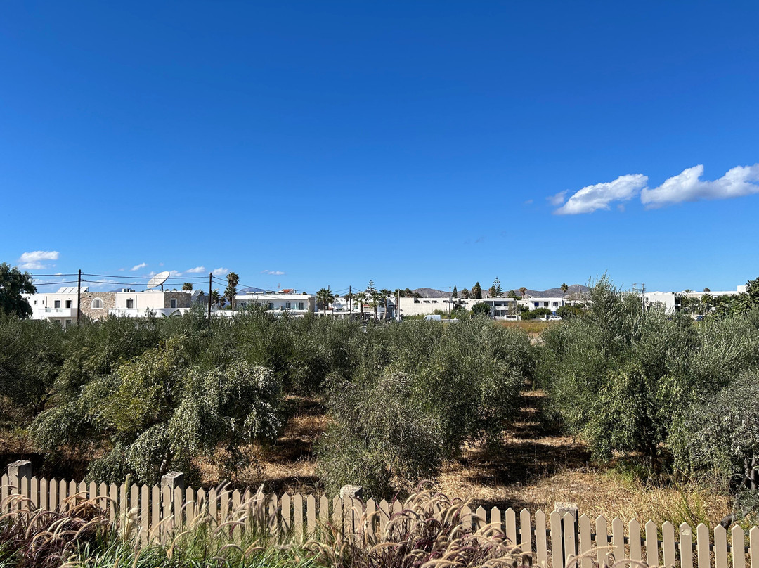 Time to Smile Saline