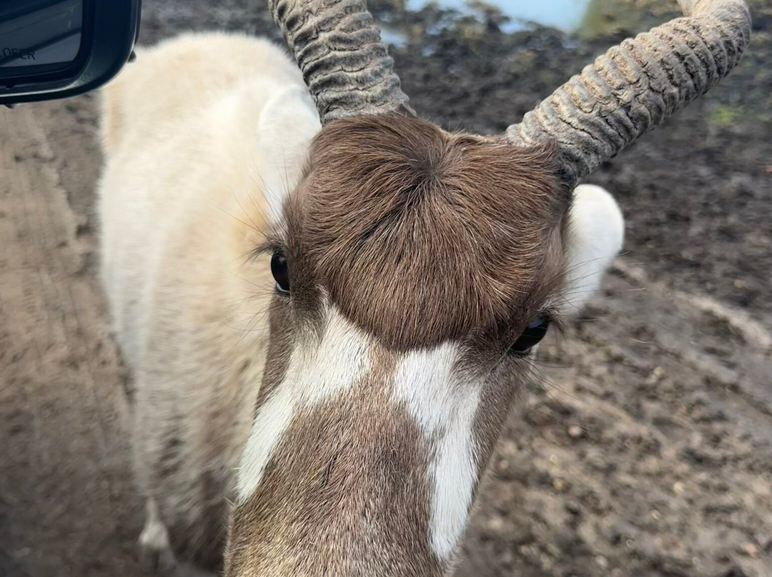 Safari Lake Geneva-日内瓦湖必去景点