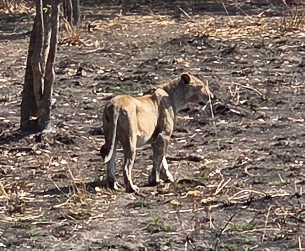 TanzAmerica Safaris Ltd.-米库米国家公园必去景点