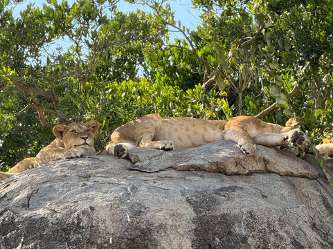 Soraya Experience-阿鲁沙必去景点