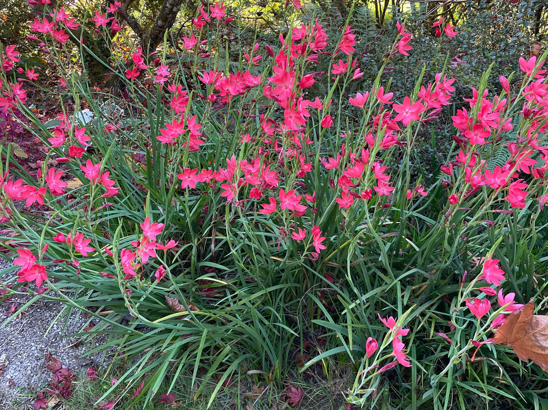 Parc Botanique de Cornouaille-孔布里必去景点