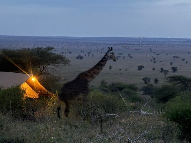 Nyikani Camp - Central Serengeti主图