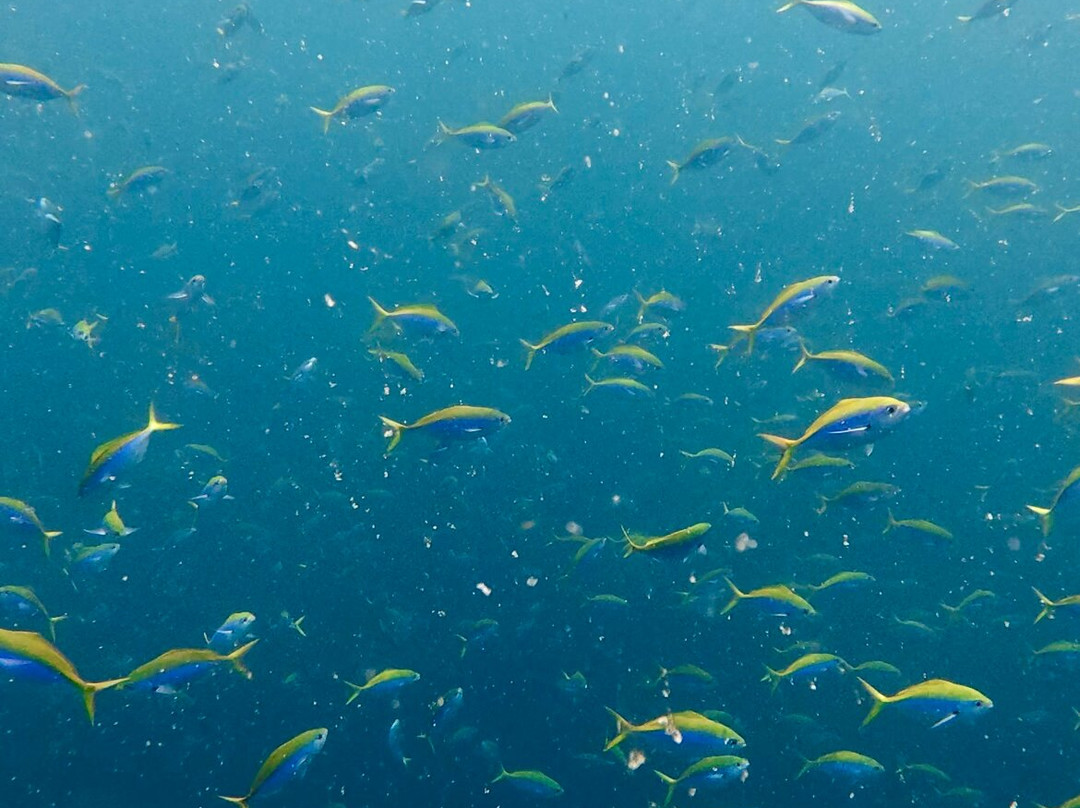 Amphibuzz Dive-Thulusdhoo Island必去景点