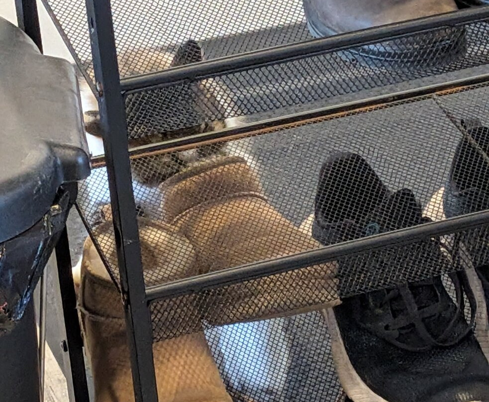 The Purrfect Cup - A Cat Cafe-弗雷德里克顿必去景点