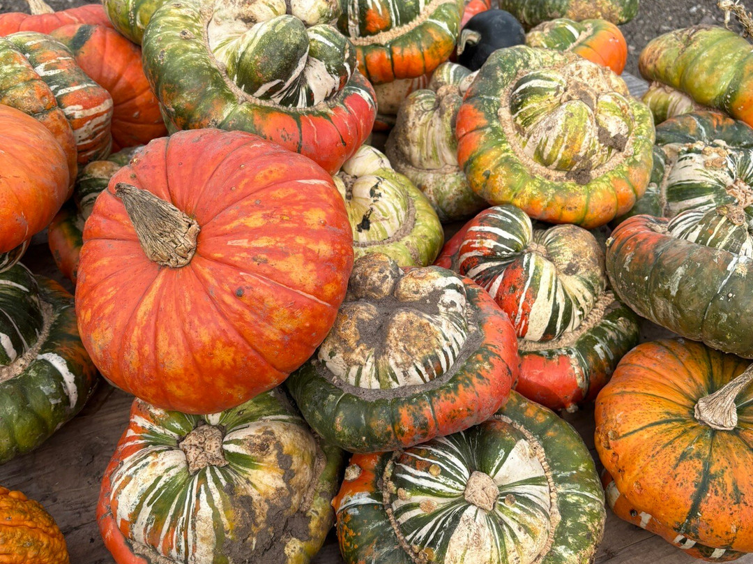 Discovery Land at Priory Farm-Nutfield必去景点