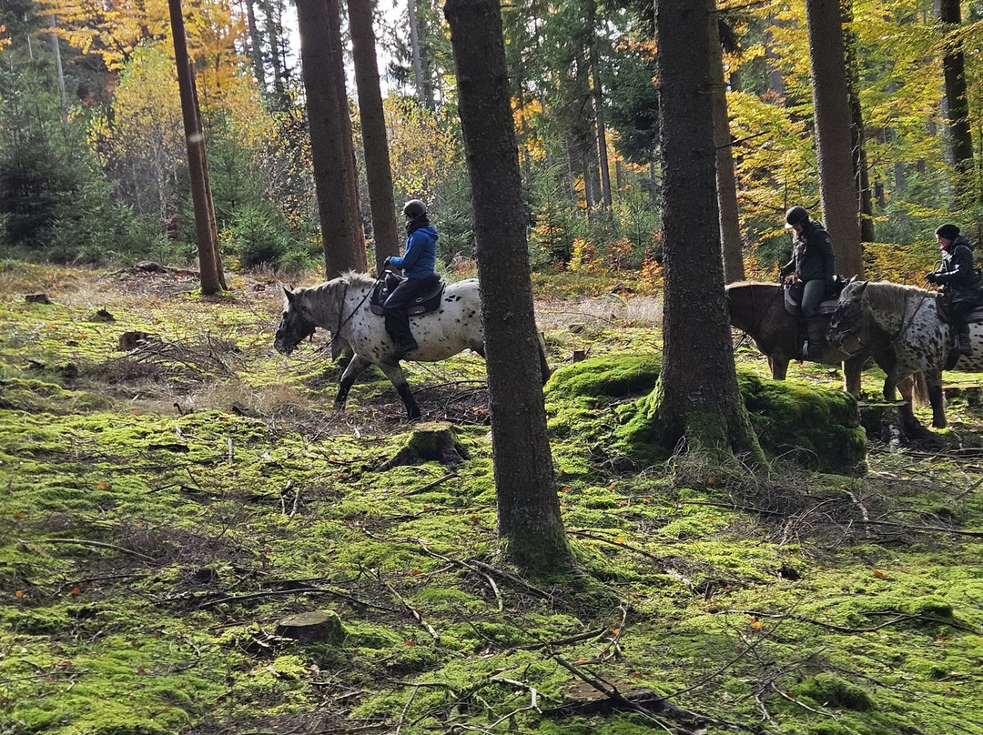 Tigerhill Ranch主图