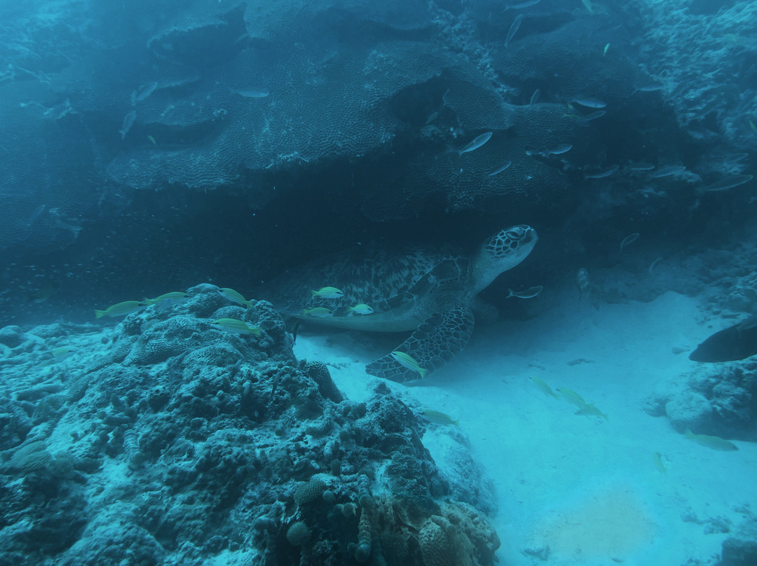 Amphibuzz Dive-Thulusdhoo Island必去景点