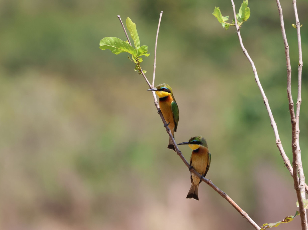 Msafiri Travels-Dar es Salaam必去景点