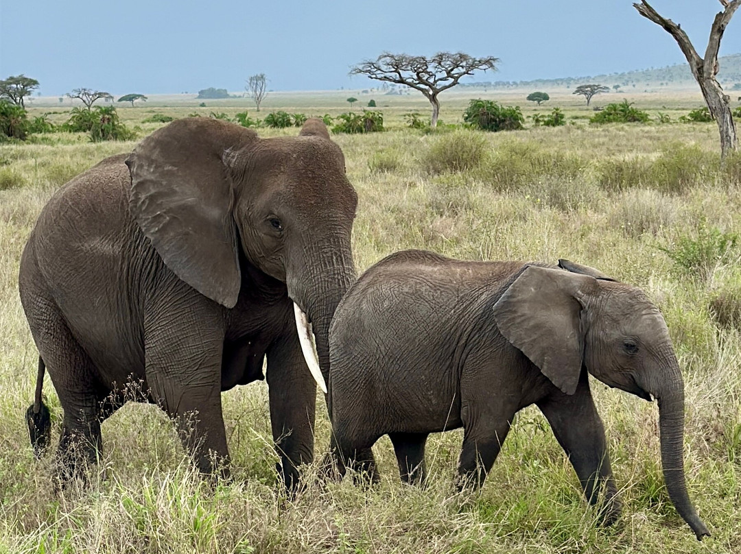 African Pangolin Safaris-Dar es Salaam必去景点
