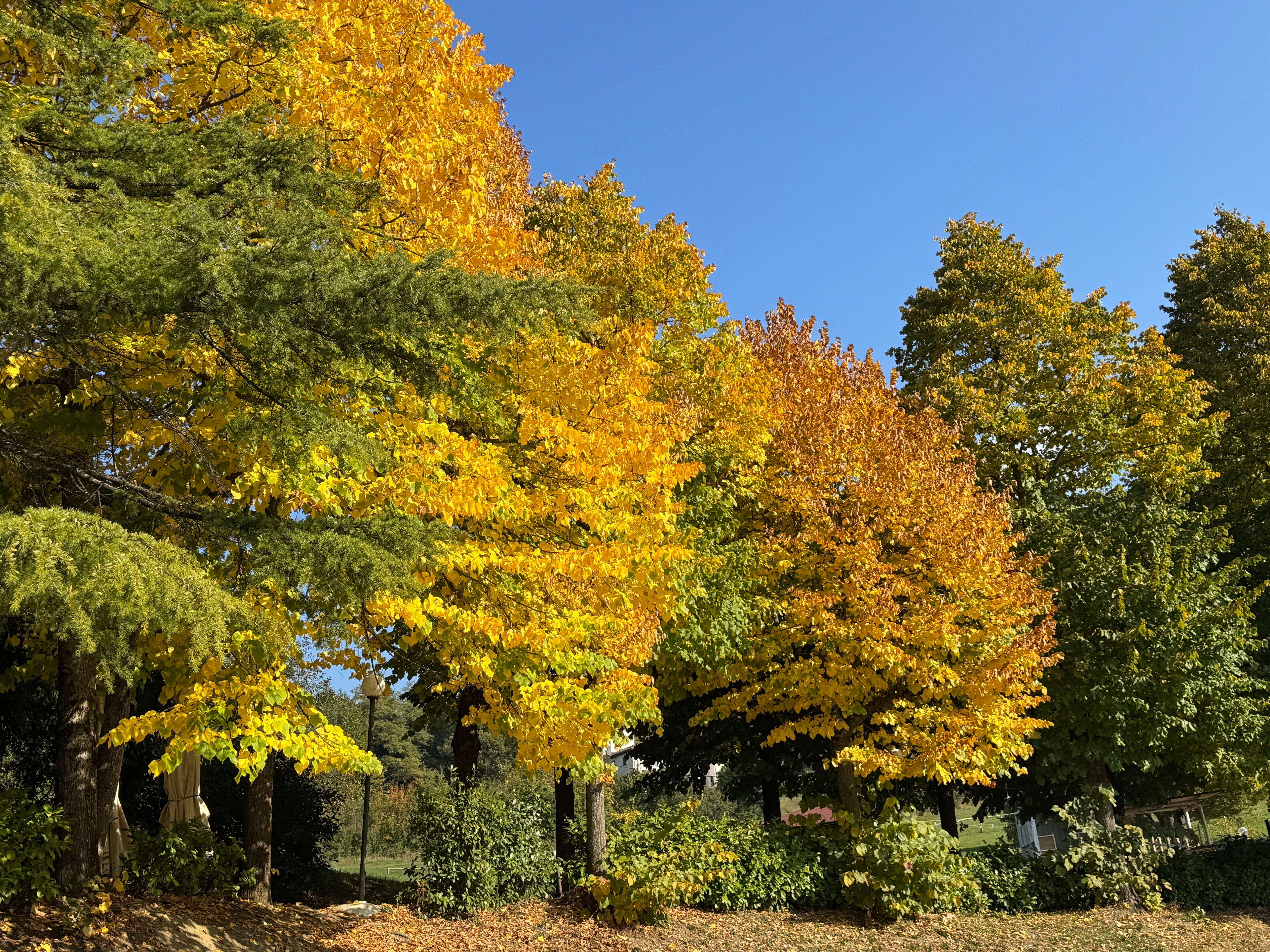 Hotel Dolores-官方