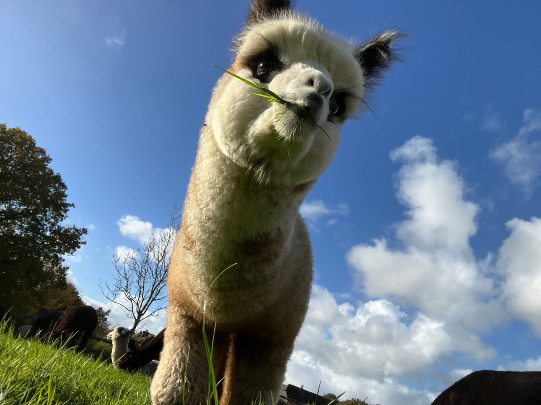 Alpaca Walking - With Spring Farm Alpacas-Fletching必去景点