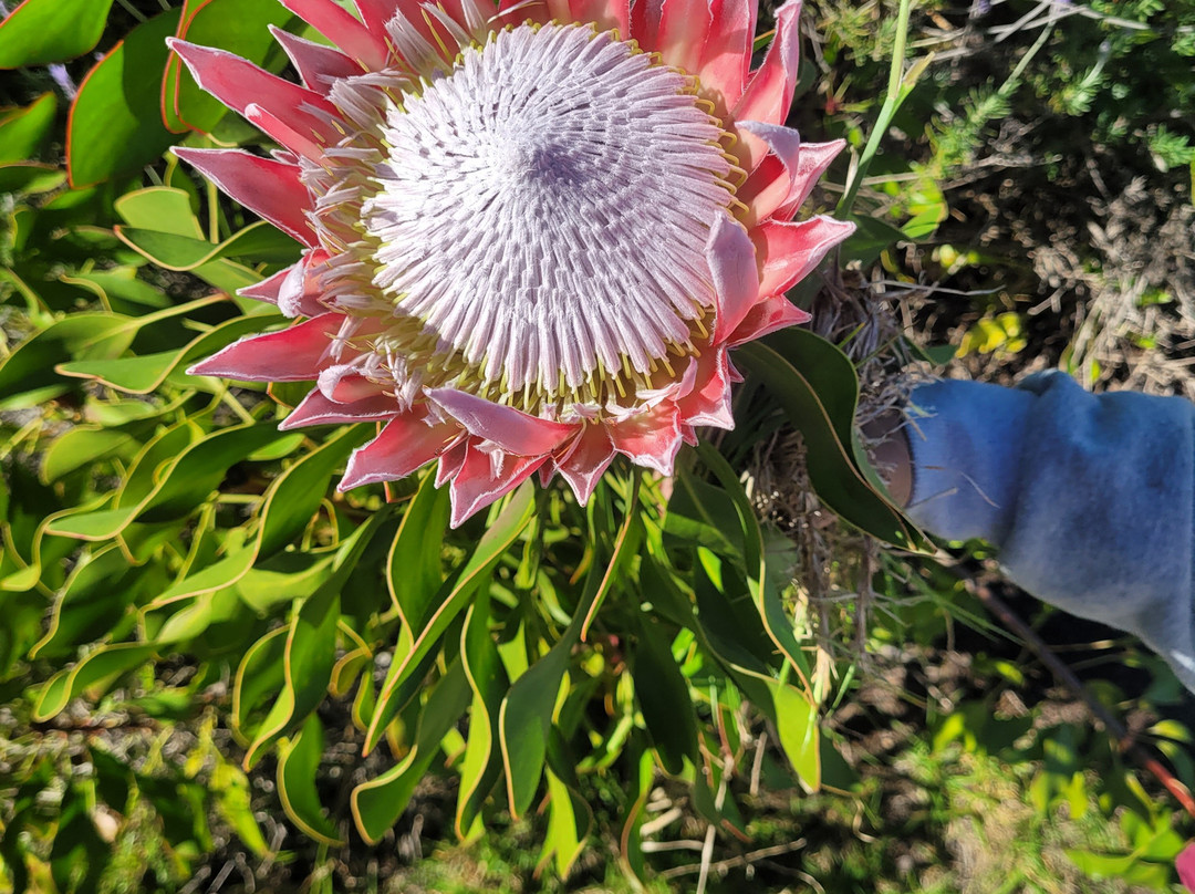 Maui Tea Farm-库拉必去景点