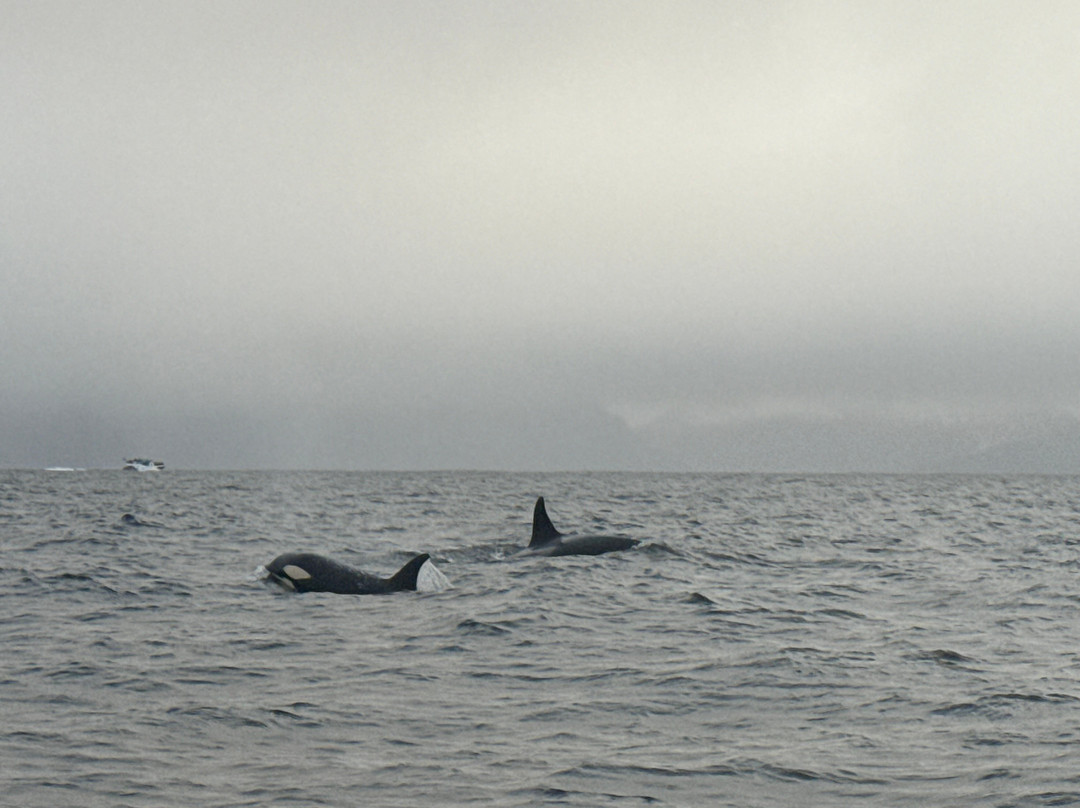 Explore 70 Degrees-Skjervoy必去景点