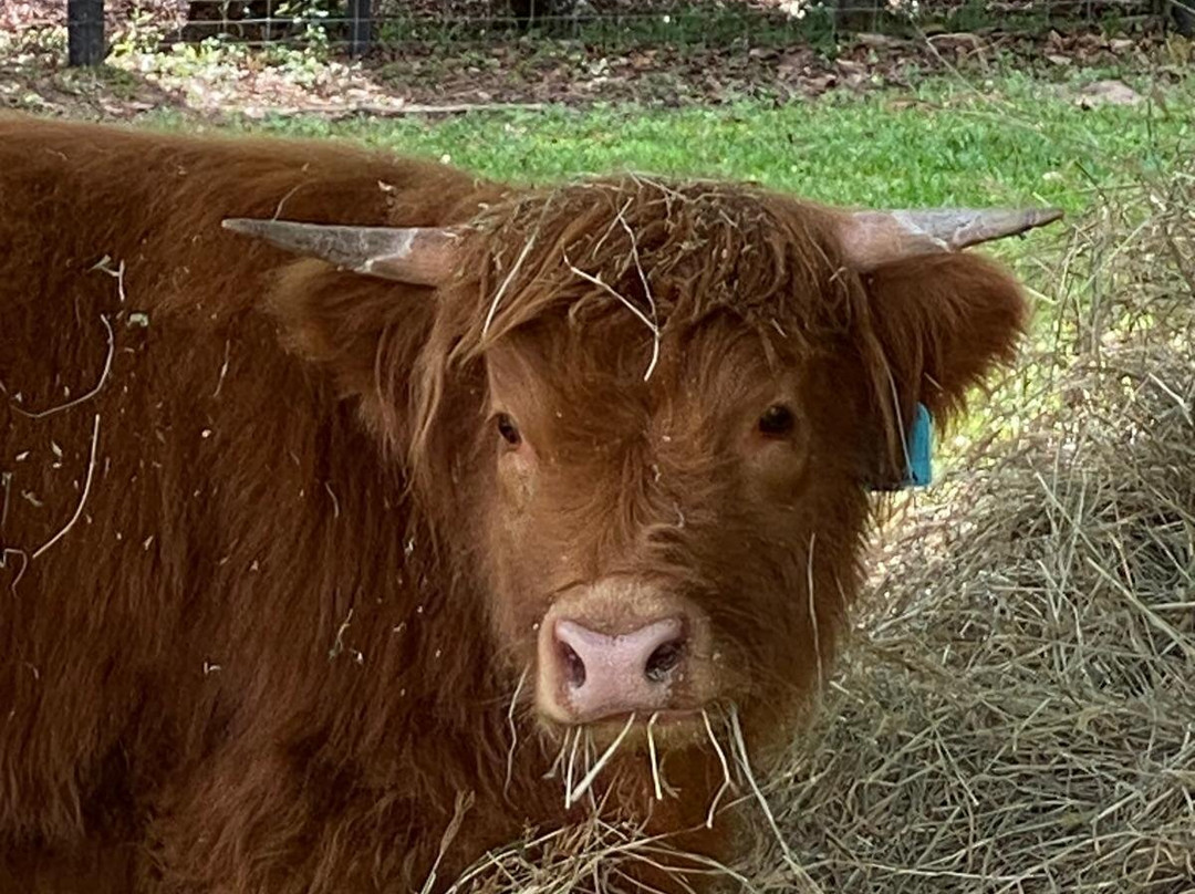 Bexland - Exclusive Highland Cow and Farm Experiences-Doonan必去景点