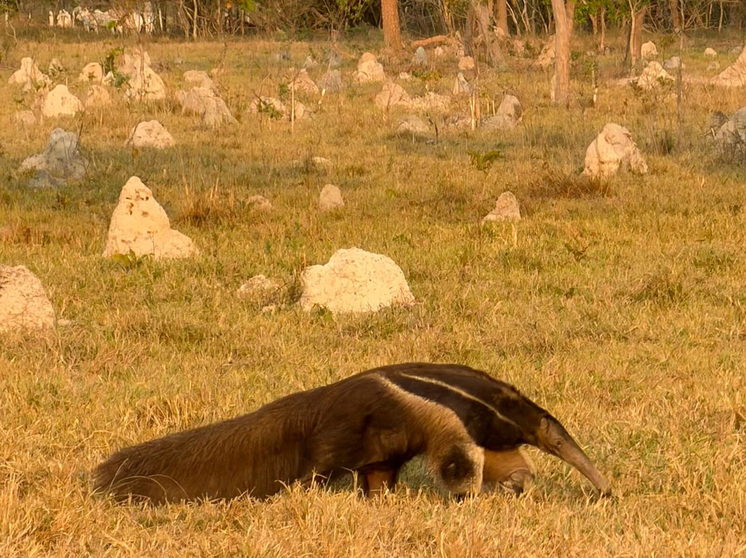 Pantanal Photo Tours-伊利亚贝拉必去景点
