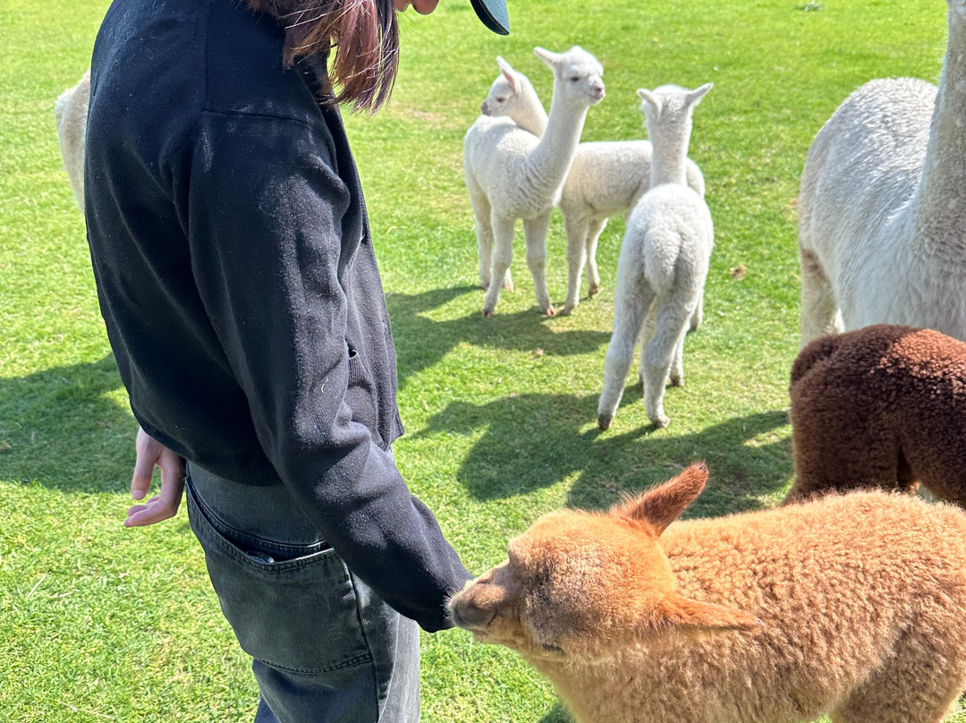 Nevalea Alpacas-Taumarunui必去景点