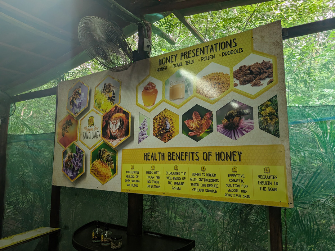 Mayan Bee Sanctuary-San Miguel de Cozumel必去景点