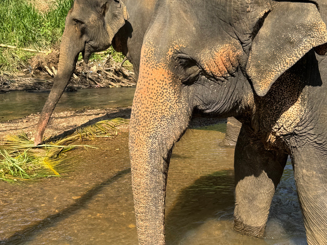 Elephant Freedom Project-凯格勒 必去景点