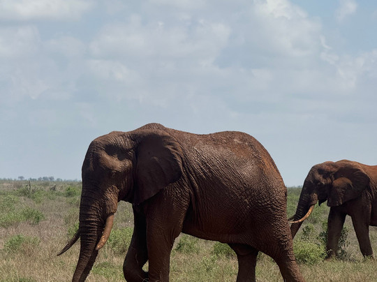 Wildlife Sun Safaris-蒙巴萨必去景点