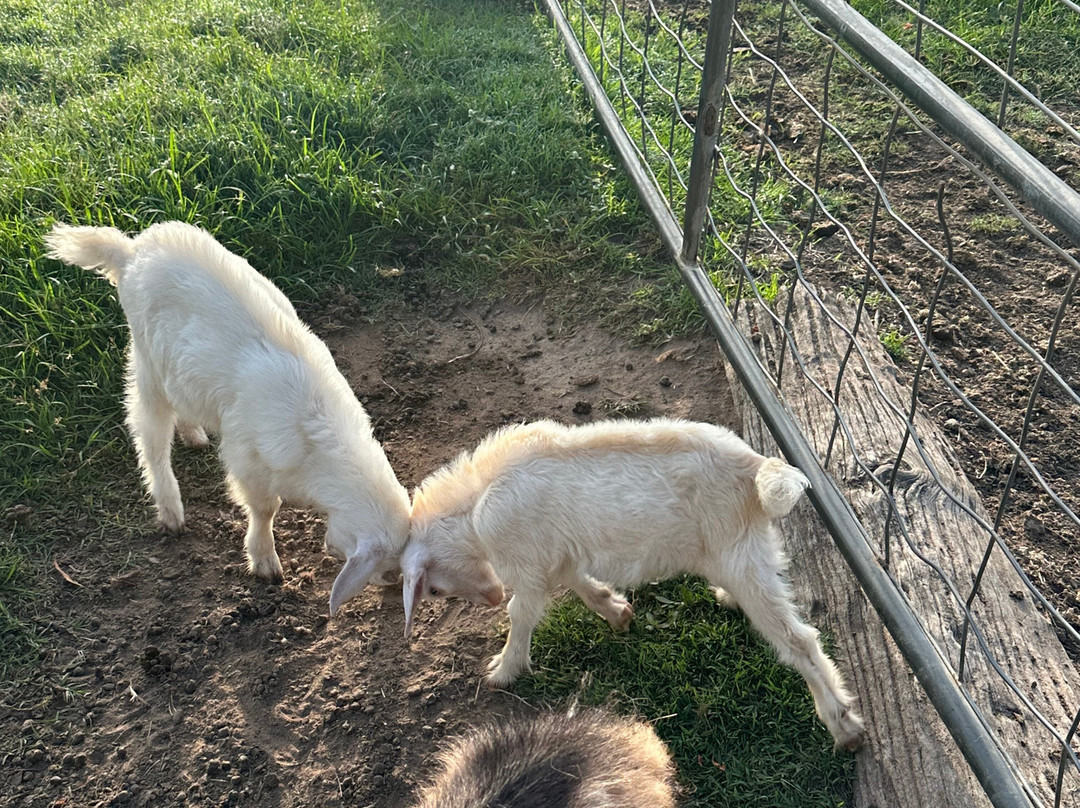 Splitters Farm-邦德堡必去景点