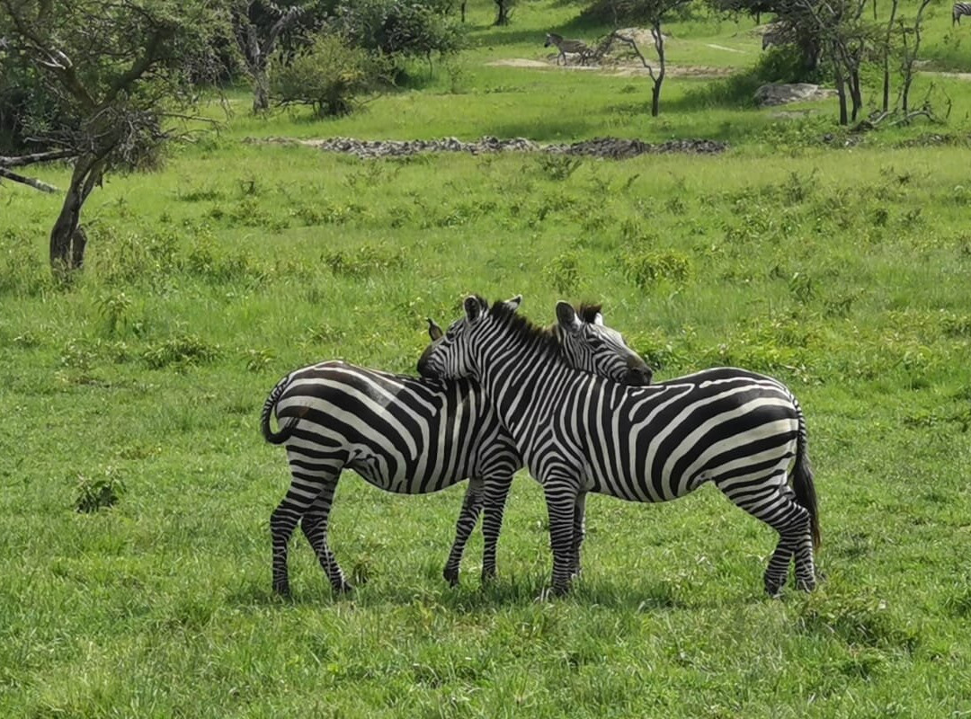 PETNAH AFRICA TOURS-坎帕拉必去景点