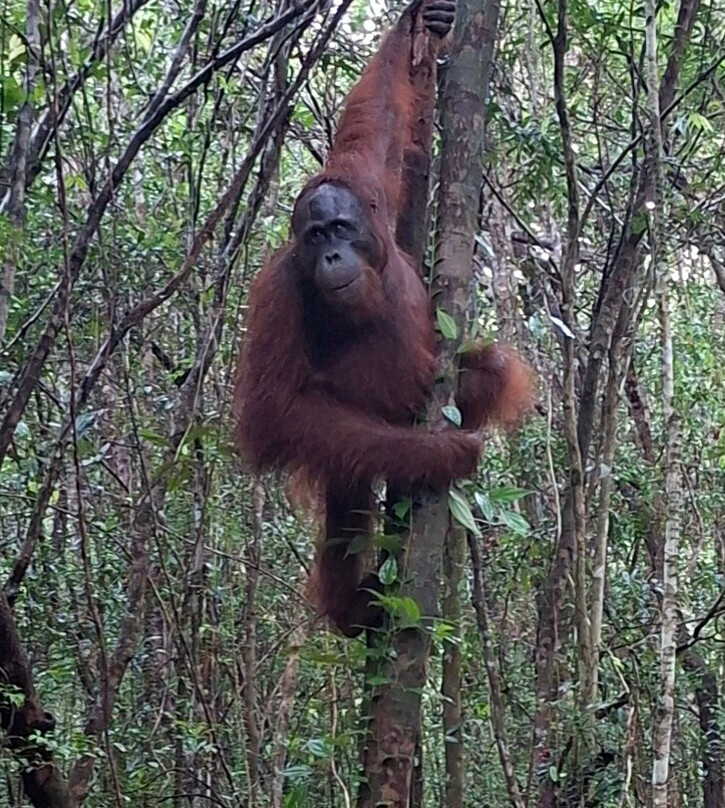 Local Guides - Tanjung Puting-Pangkalan Bun必去景点