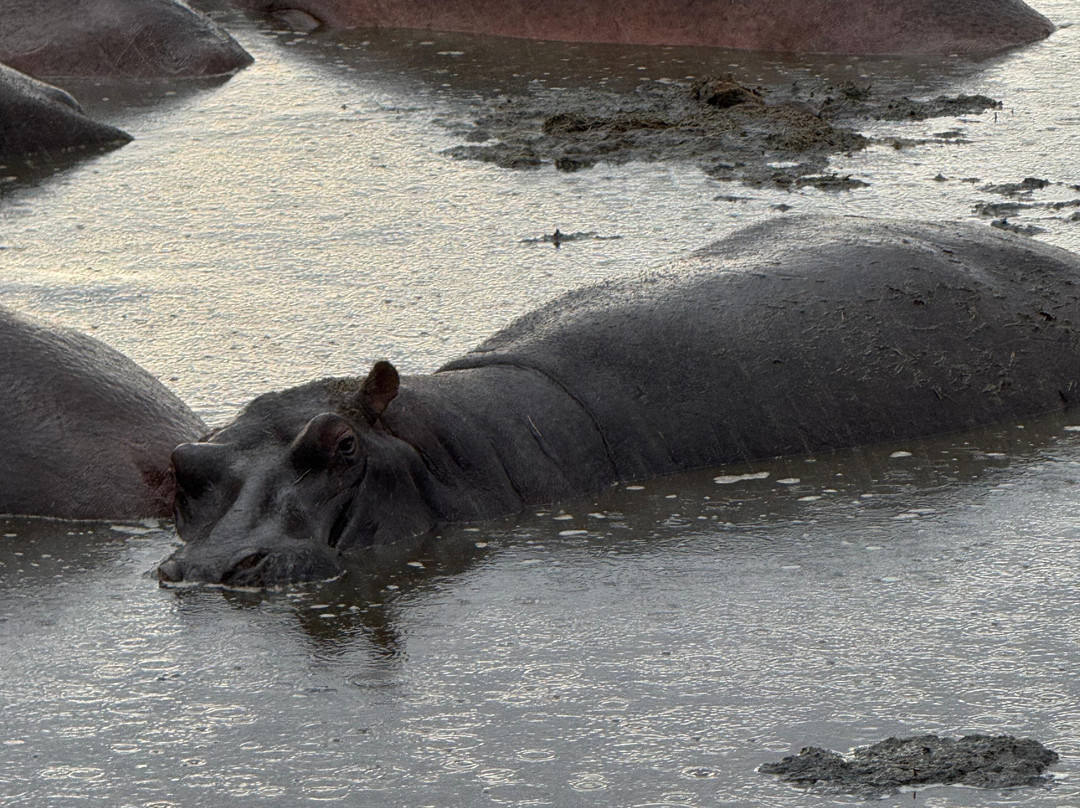 Taswira Africa Safaris-阿鲁沙必去景点
