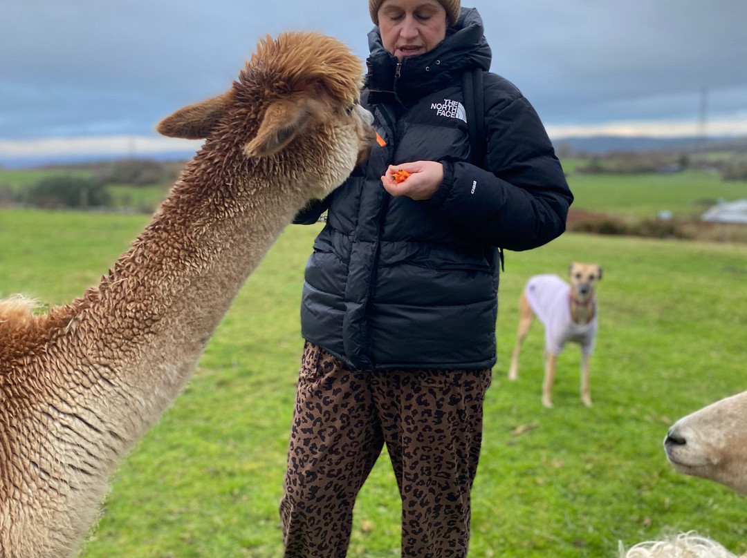 Woolly Experiences, Nercwys, Mold-Mold必去景点