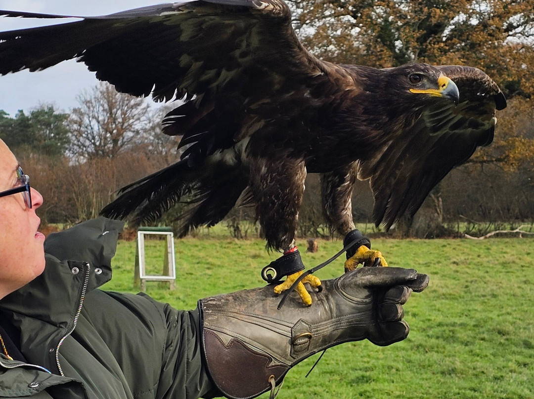 UK Owl And Raptor Centre-Groombridge必去景点