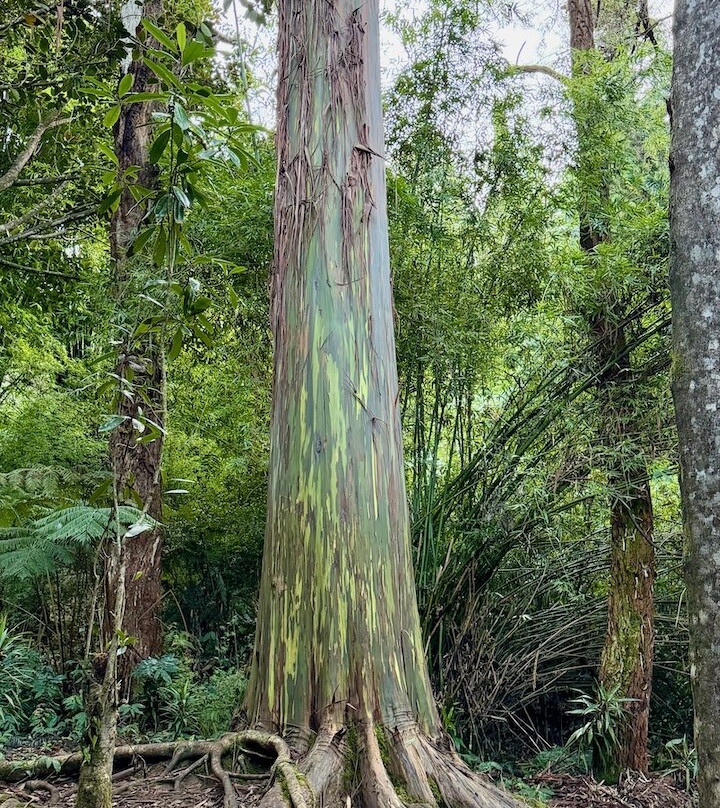Kona Cloud Forest Sanctuary-凯鲁瓦-柯纳必去景点