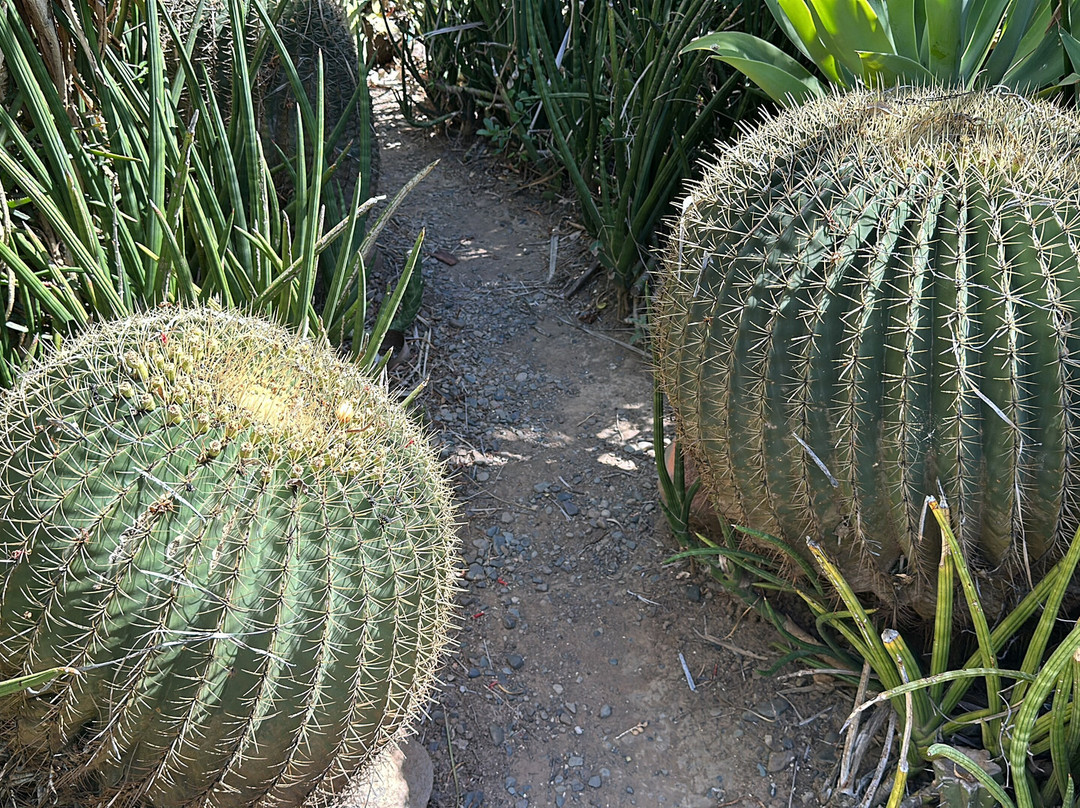 Obesa Cacti Nursery-格拉夫-里内特必去景点