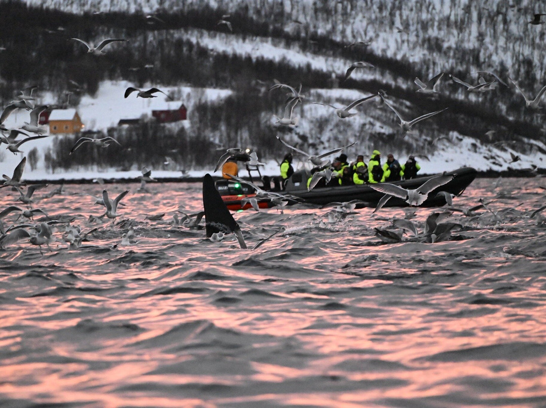 Majestic Whale Encounters-Foa Island必去景点
