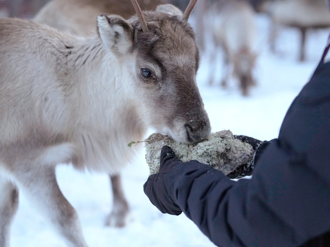 Samireindeer-Balinge必去景点