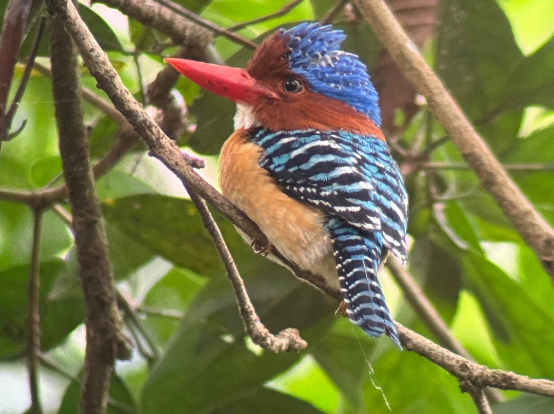 Khaoyai Jungle Tour and Photographer by Guide Jay-北冲县必去景点